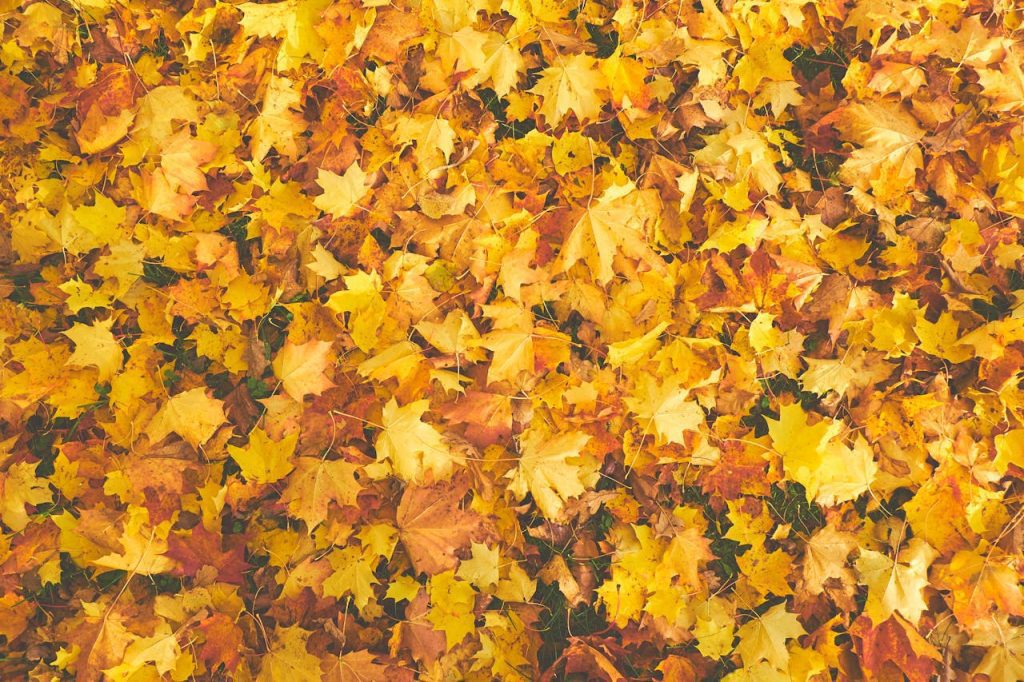 pexels-photo-756903-756903.jpg