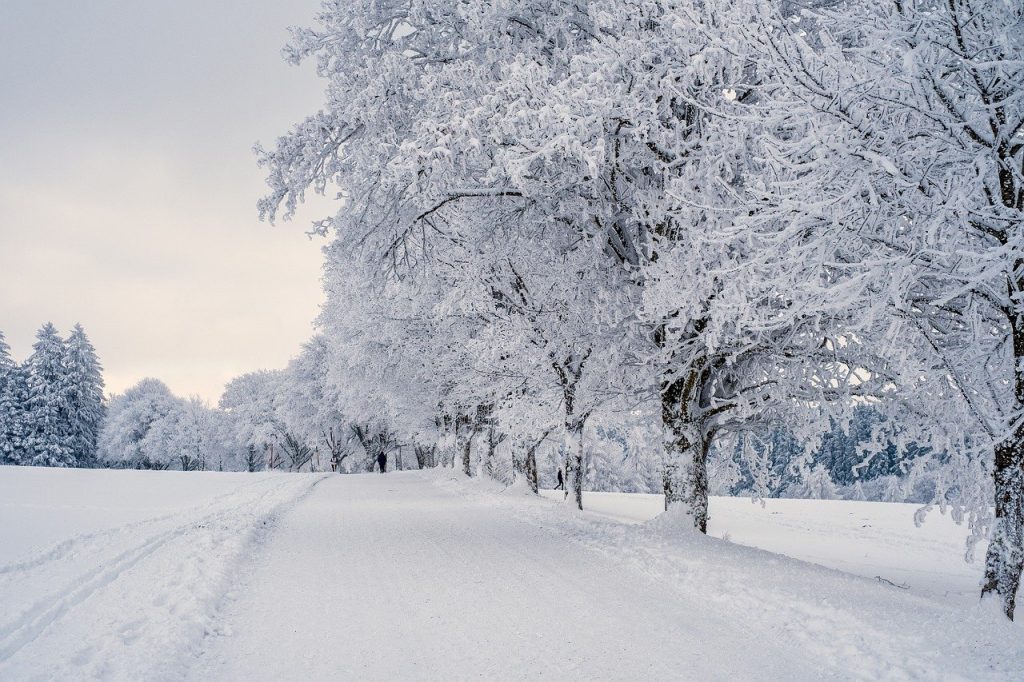 snow, landscape, trees al turrón