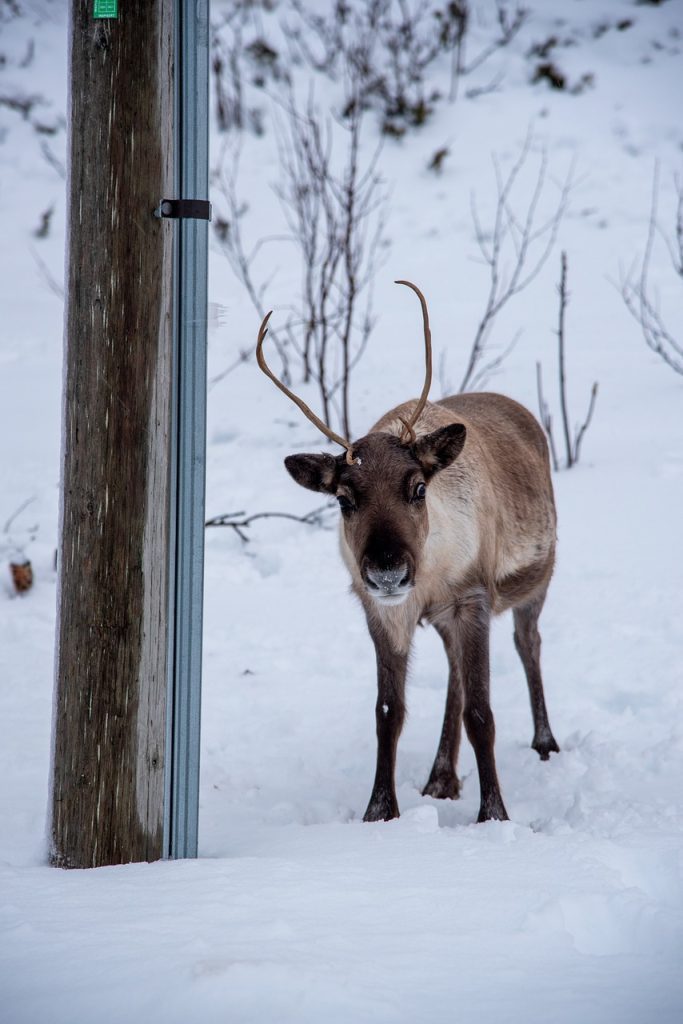 winter, tromso, nature