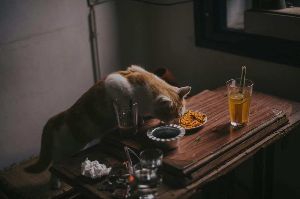 Snacks para tus mascotas.