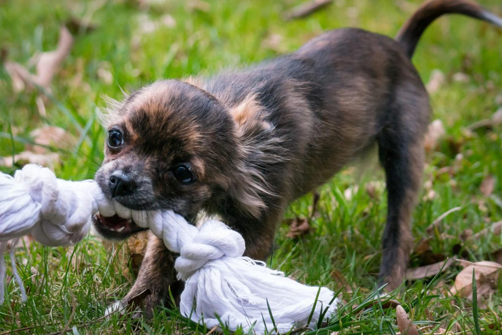 Regalos para tus mascotas: juguetes