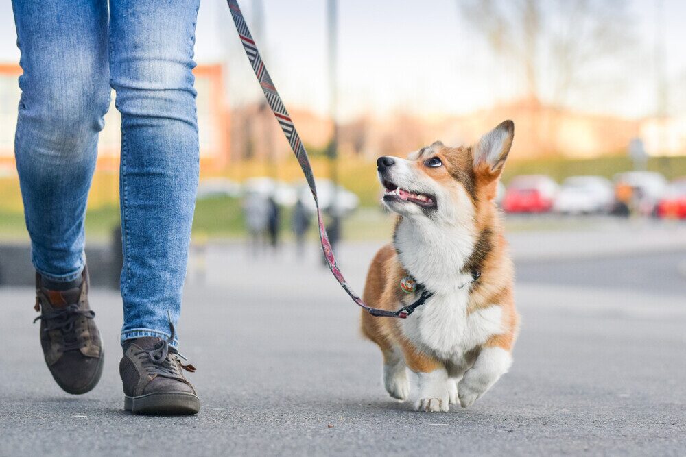 paseo de perros