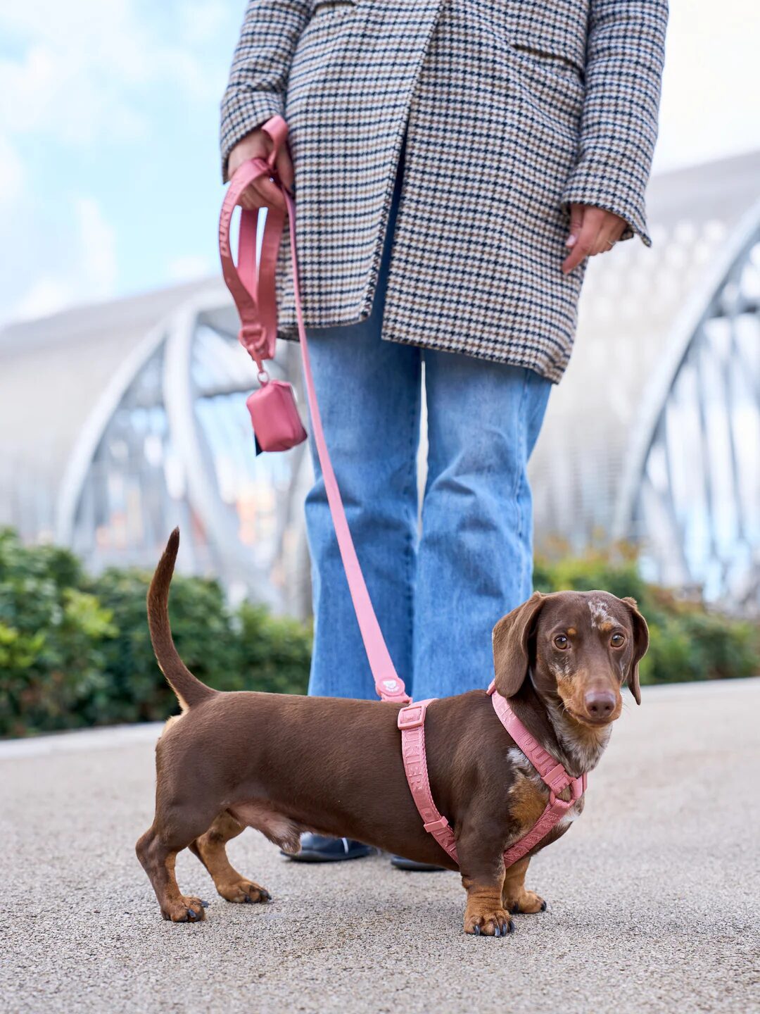 accesorios para paseo de perros