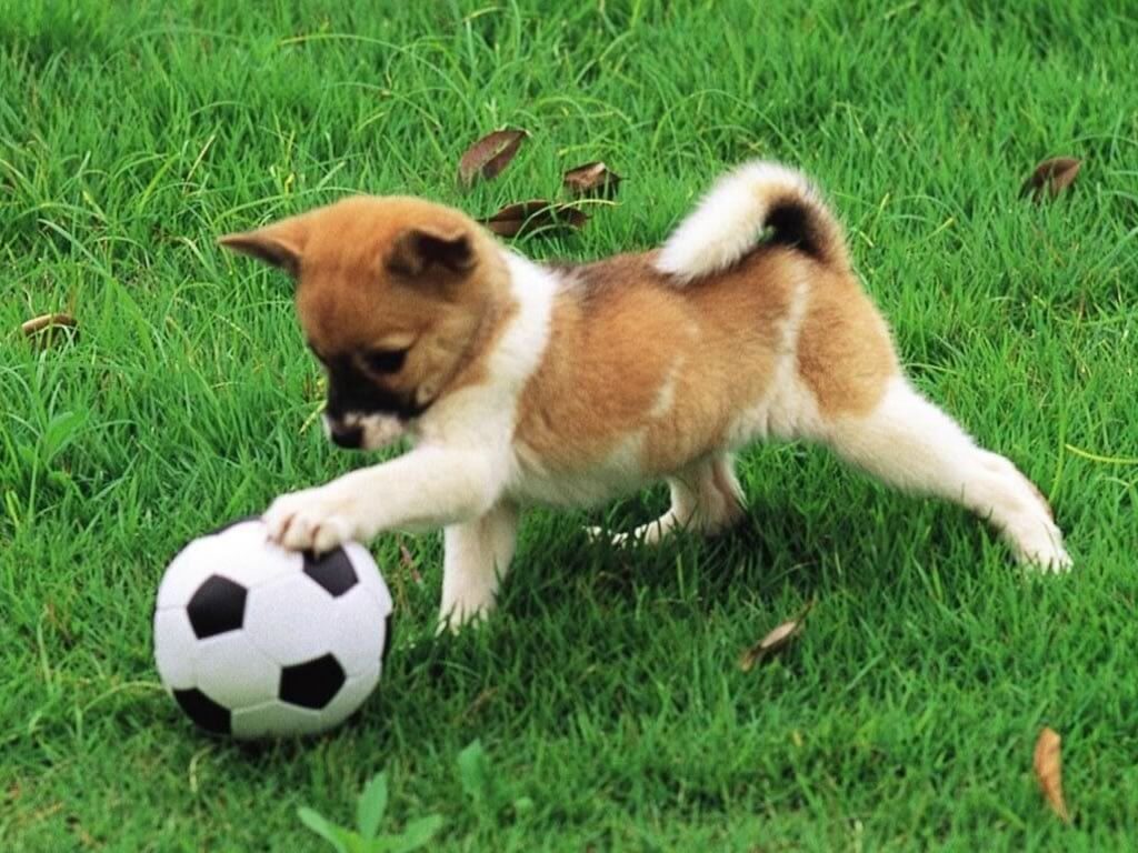 perro jugando