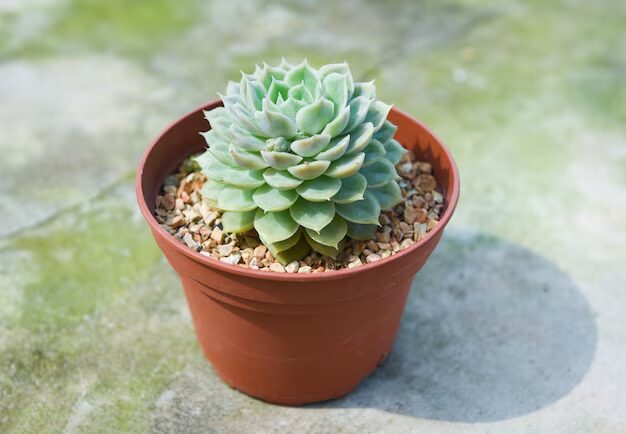 Planta suculenta en maceta original regalos económicos que sorprenden