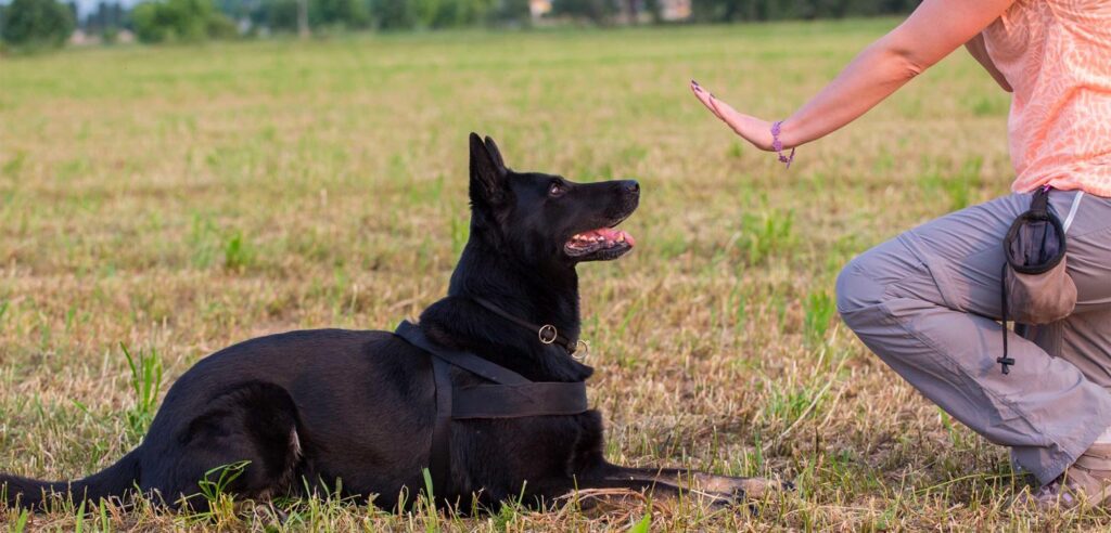 perro quieto durante entrenamiento básico en casa
