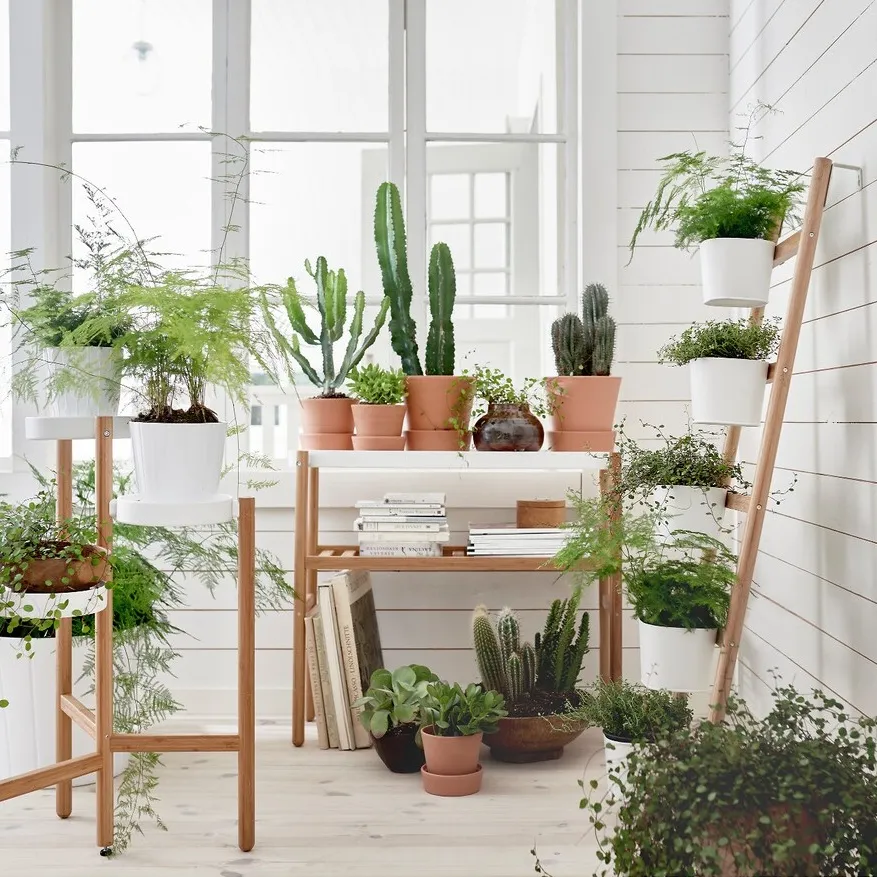 Decoración plantas,