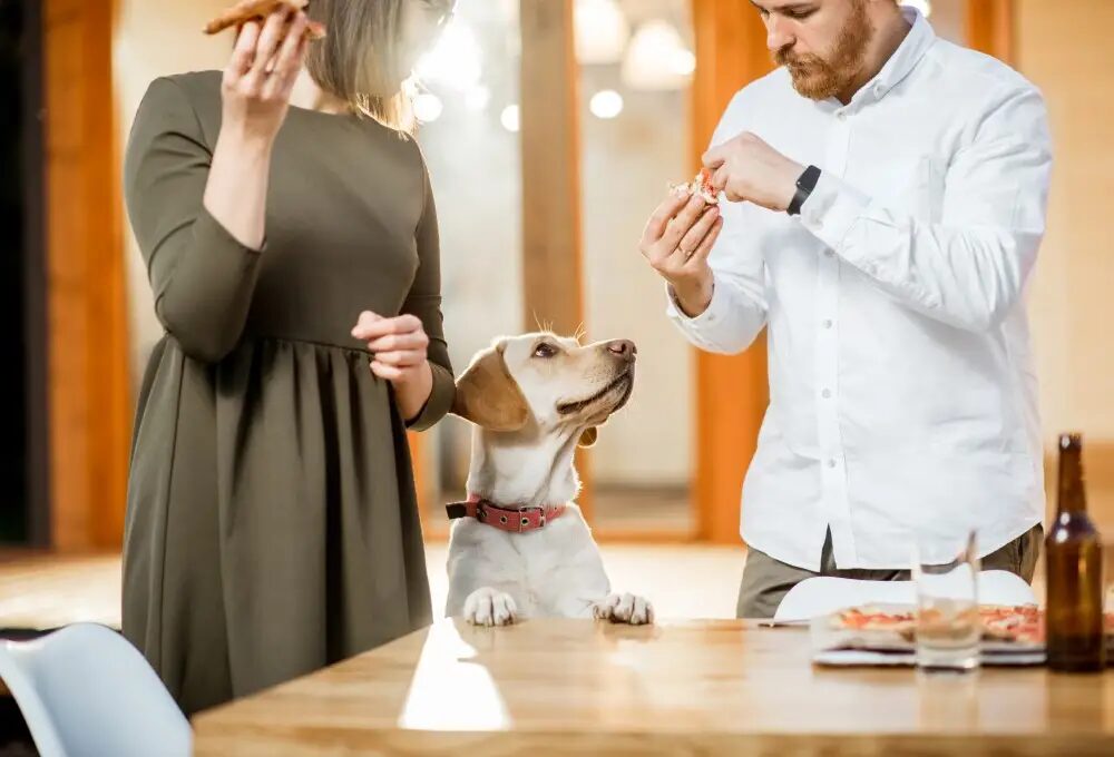 cuidado de perros en casa