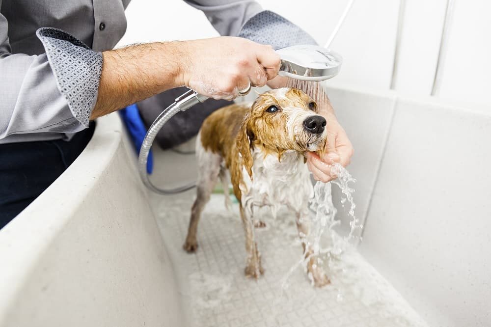 baño para perros